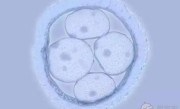 试管婴儿移植后怎么提高着床成功率？4大方法提高着床成功率