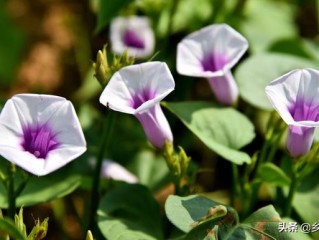 “红薯开花，夫妻分家”，红薯开花有啥预兆？会降低红薯产量吗？