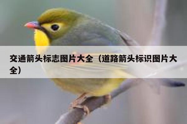 交通箭头标志图片大全（道路箭头标识图片大全）  第1张