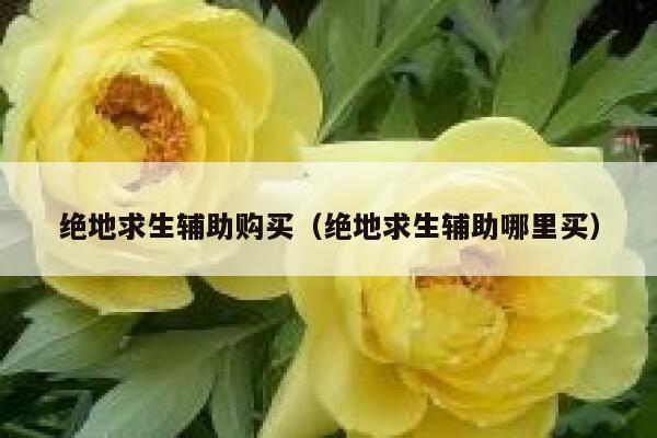 绝地求生辅助购买（绝地求生辅助哪里买）  第1张