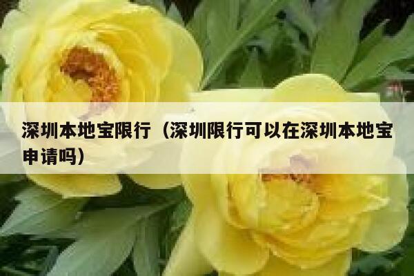 深圳本地宝限行（深圳限行可以在深圳本地宝申请吗）  第1张